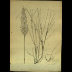 Botanical Drawings of A. Poiret