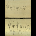 Botanical Drawings of A. Poiret