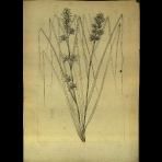 Botanical Drawings of A. Poiret