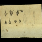Botanical Drawings of A. Poiret