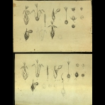 Botanical Drawings of A. Poiret