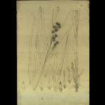 Botanical Drawings of A. Poiret