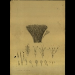 Botanical Drawings of A. Poiret