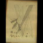 Botanical Drawings of A. Poiret