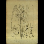 Botanical Drawings of A. Poiret