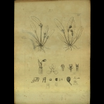 Botanical Drawings of A. Poiret