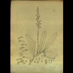 Botanical Drawings of A. Poiret