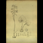 Botanical Drawings of A. Poiret