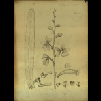 Botanical Drawings of A. Poiret
