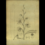 Botanical Drawings of A. Poiret