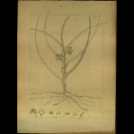 Botanical Drawings of A. Poiret