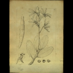 Botanical Drawings of A. Poiret