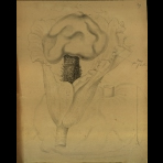 Botanical Drawings of A. Poiret