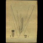 Botanical Drawings of A. Poiret