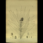 Botanical Drawings of A. Poiret
