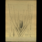Botanical Drawings of A. Poiret