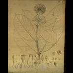 Botanical Drawings of A. Poiret