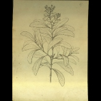 Botanical Drawings of A. Poiret