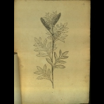Botanical Drawings of A. Poiret