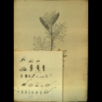 Botanical Drawings of A. Poiret
