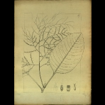 Botanical Drawings of A. Poiret