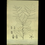 Botanical Drawings of A. Poiret