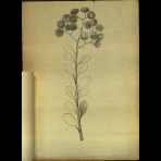 Botanical Drawings of A. Poiret