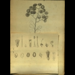 Botanical Drawings of A. Poiret