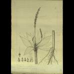 Botanical Drawings of A. Poiret