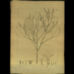 Botanical Drawings of A. Poiret