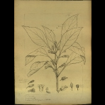 Botanical Drawings of A. Poiret