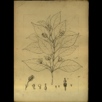 Botanical Drawings of A. Poiret