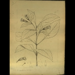 Botanical Drawings of A. Poiret