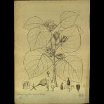 Botanical Drawings of A. Poiret