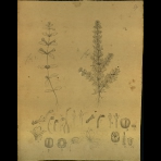 Botanical Drawings of A. Poiret