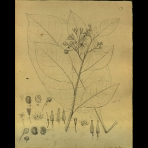 Botanical Drawings of A. Poiret