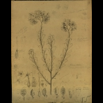Botanical Drawings of A. Poiret