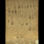 Botanical Drawings of A. Poiret