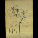 Botanical Drawings of A. Poiret
