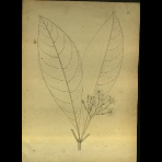 Botanical Drawings of A. Poiret