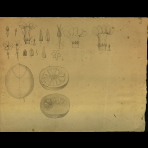 Botanical Drawings of A. Poiret