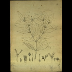 Botanical Drawings of A. Poiret