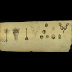 Botanical Drawings of A. Poiret