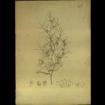 Botanical Drawings of A. Poiret