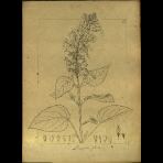 Botanical Drawings of A. Poiret