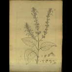 Botanical Drawings of A. Poiret