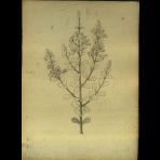 Botanical Drawings of A. Poiret