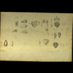 Botanical Drawings of A. Poiret