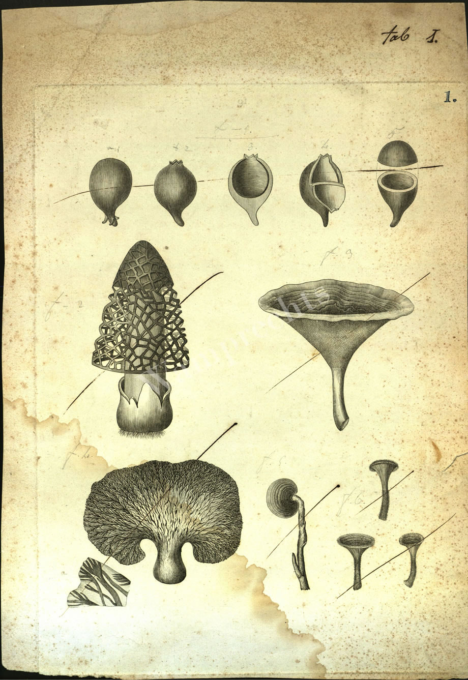 Botanical Engravings of A. Poiret