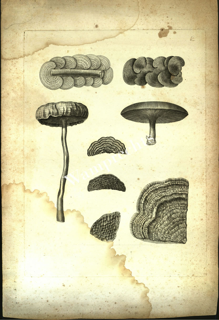Botanical Engravings of A. Poiret